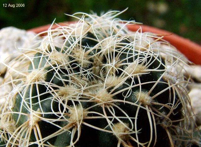 Gymnocalycium _bruchii _GN236-728 _04